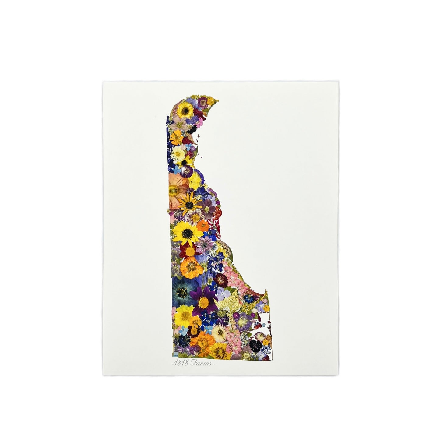 Delaware Themed Giclée Print - "Where I Bloom" Collection Giclee Art Print 1818 Farms