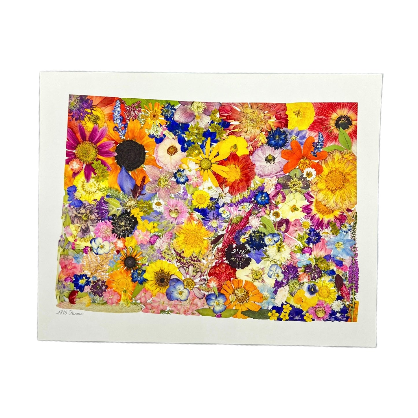 State Themed Giclée Print 11" x "14 - "Where I Bloom" Collection Giclee Art Print 1818 Farms Colorado