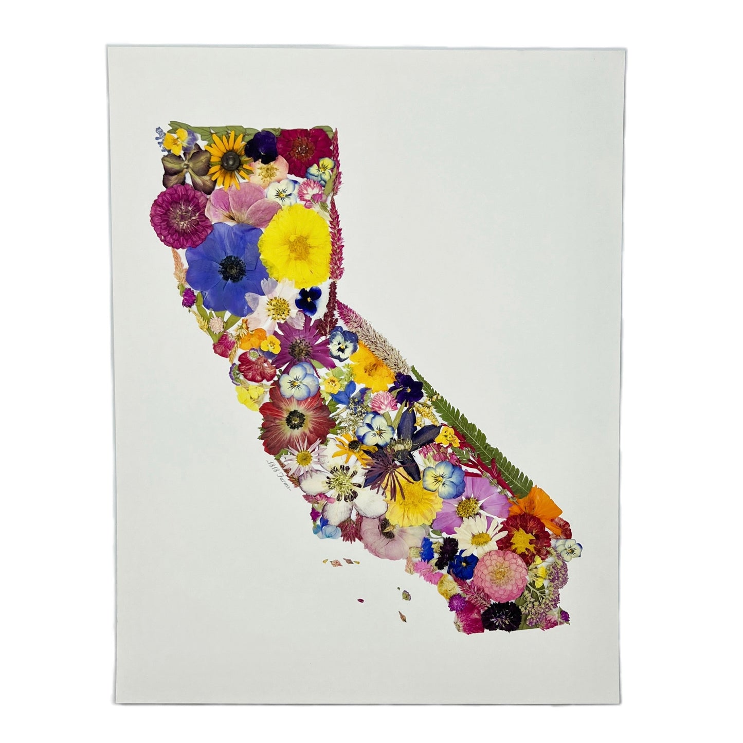 State Themed Giclée Print 11" x "14 - "Where I Bloom" Collection Giclee Art Print 1818 Farms California