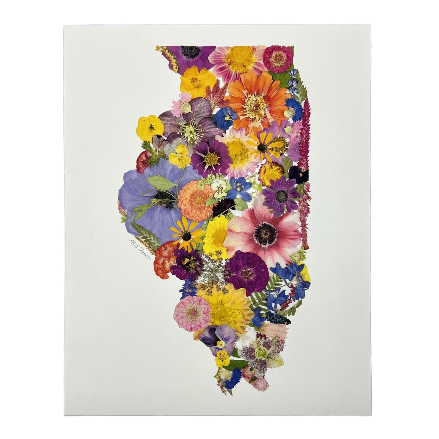 State Themed Giclée Print 11" x "14 - "Where I Bloom" Collection Giclee Art Print 1818 Farms Illinois