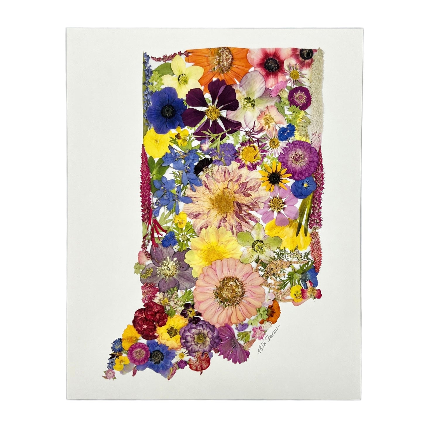State Themed Giclée Print 11" x "14 - "Where I Bloom" Collection Giclee Art Print 1818 Farms Indiana