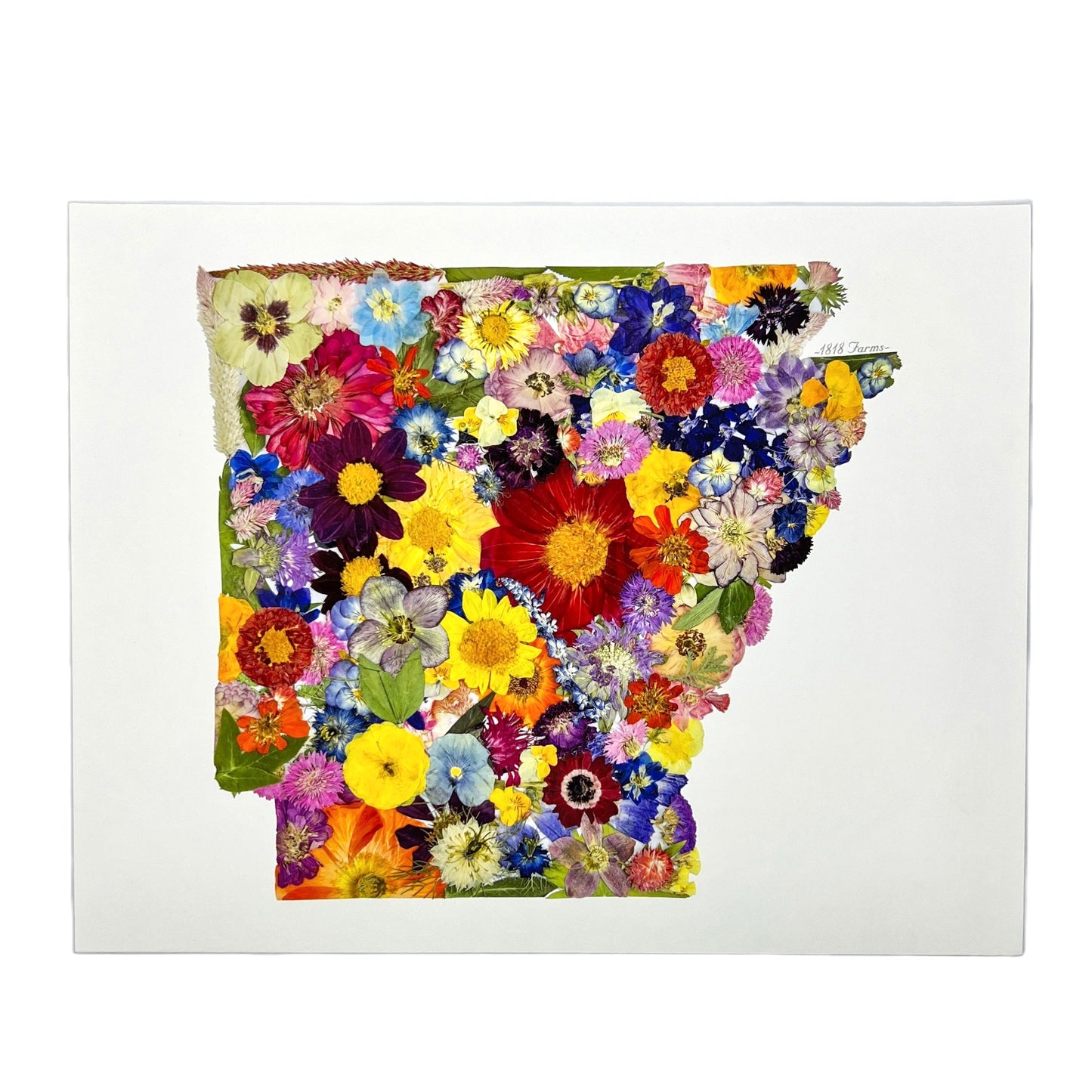 State Themed Giclée Print 16" x "20 - "Where I Bloom" Collection Giclee Art Print 1818 Farms Arkansas