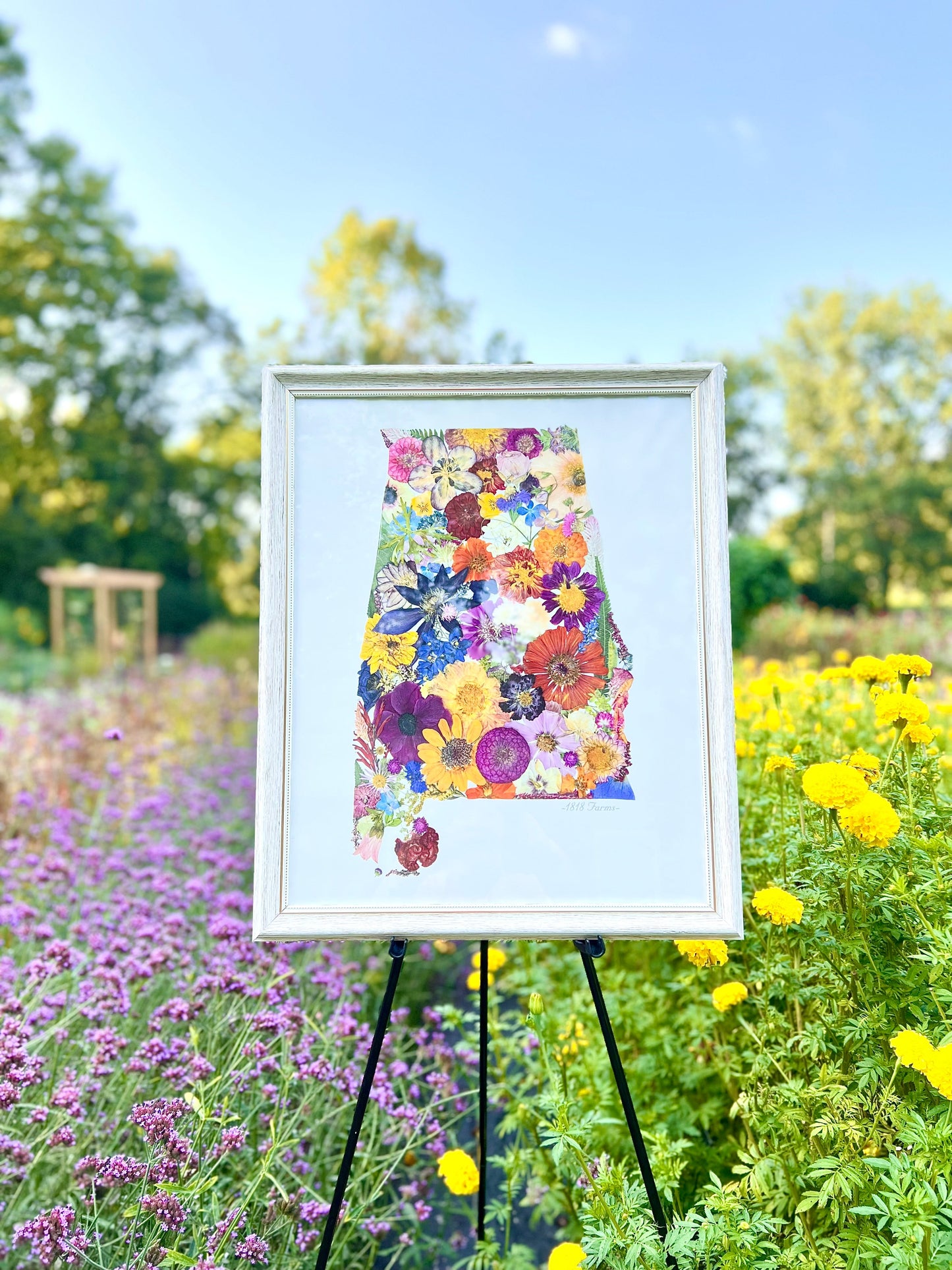 State Themed Giclée Print 11" x "14 - "Where I Bloom" Collection Giclee Art Print 1818 Farms