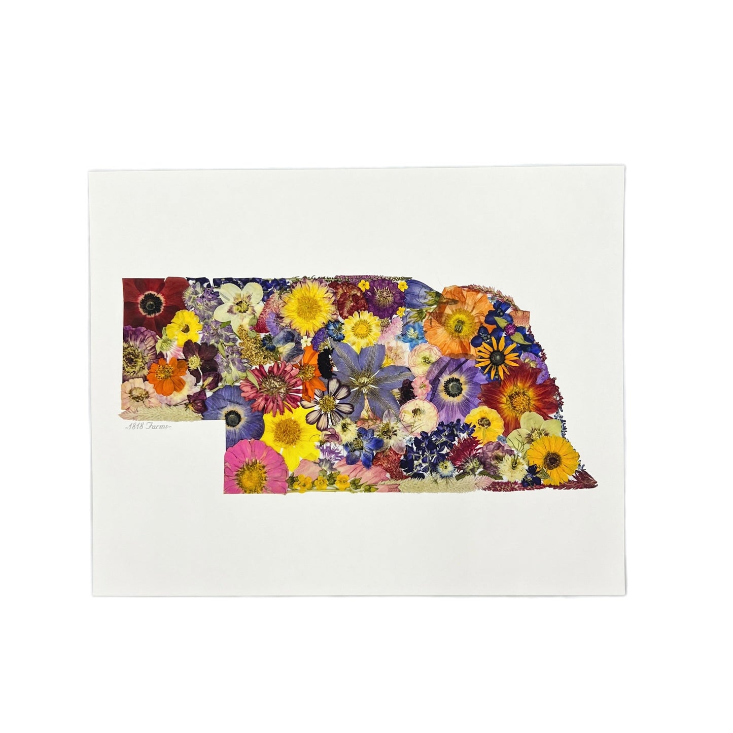 State Themed Giclée Print 11" x "14 - "Where I Bloom" Collection Giclee Art Print 1818 Farms Nebraska