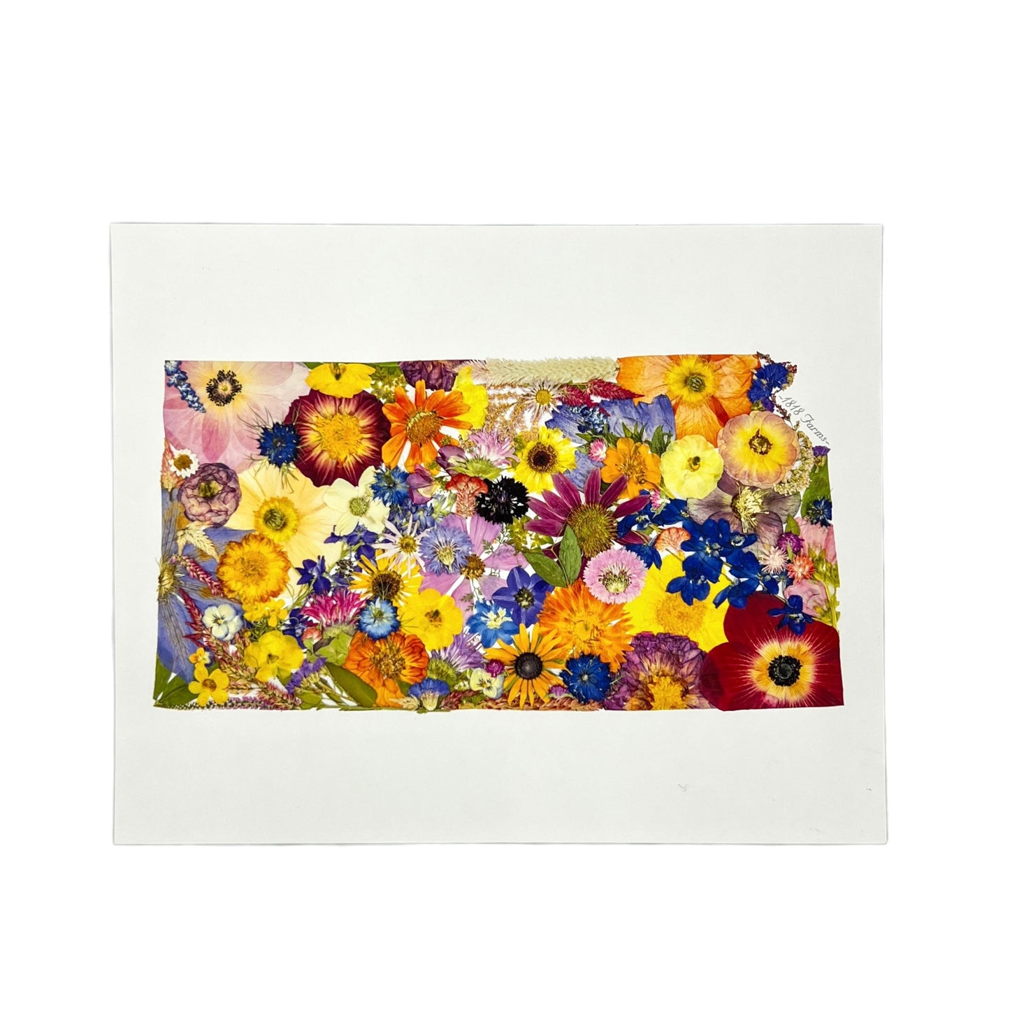 State Themed Giclée Print 11" x "14 - "Where I Bloom" Collection Giclee Art Print 1818 Farms Kansas