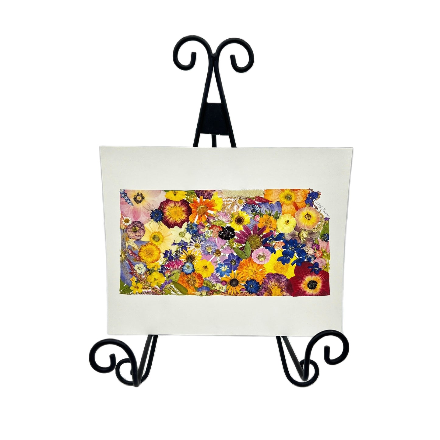 Kansas Themed Giclée Print - "Where I Bloom" Collection Giclee Art Print 1818 Farms